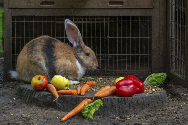 Continental giant, German giant, Flemish giant, very large breed of domestic rabbit eating carrots, vegetables and apples in front of rabbit's cage