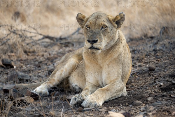Lion (Panthera leo), adult female, lying down, African savannah, Kruger National Park, South Africa, Africa