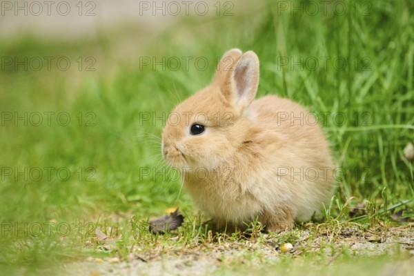 Domesticated rabbit (Oryctolagus cuniculus domesticus) cub on a meadow, Franconia, Bavaria, Germany, Europe