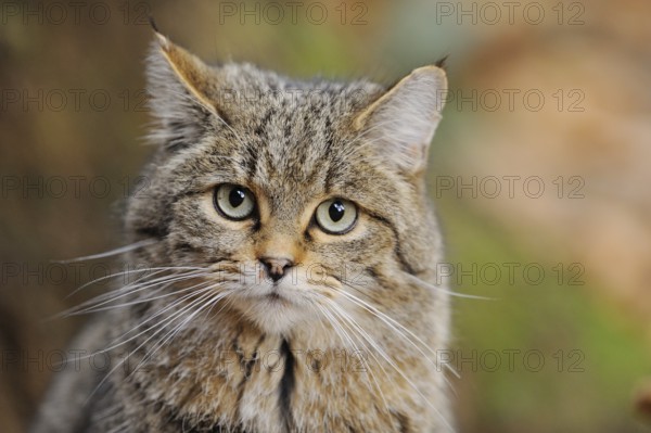 Portrait of a European wildcat (Felis silvestris silvestris) in autumn in the bavarian forest