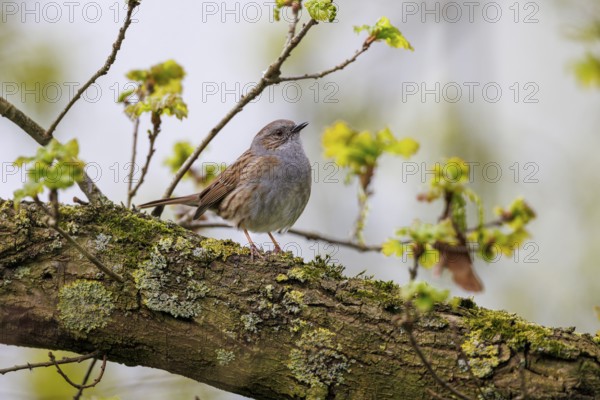 Dunnock (Prunella modularis), Germany, Europe