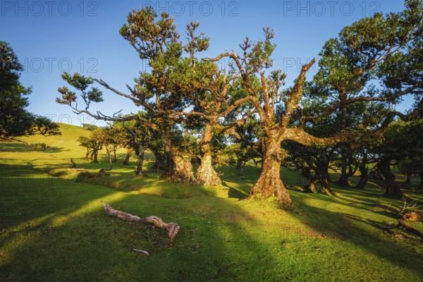 Centuries-old til trees in fantastic magical idyllic Fanal Laurisilva forest on sunset. Madeira island, Portugal, Europe