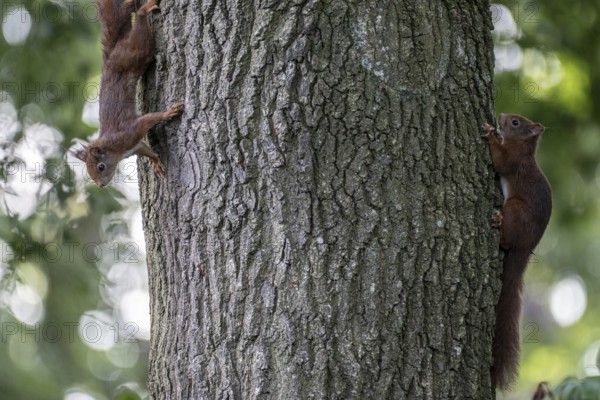 Eurasian red squirrel (Sciurus vulgaris), two animals on an oak tree, Emsland, Lower Saxony, Germany, Europe