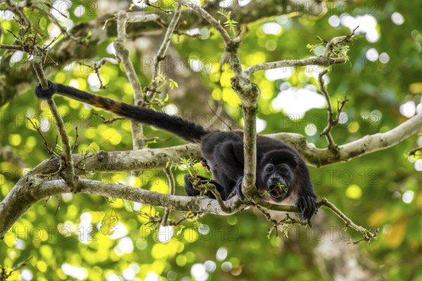Mantled howler (Alouatta palliata) eating buds in a tree, Cahuita National Park, Costa Rica, Central America