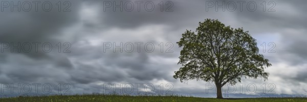 Maple tree (Acer pseudoplataus) near Kornhofen, Allgäu Alpine foothills, Allgäu, Bavaria, Germany, Europe