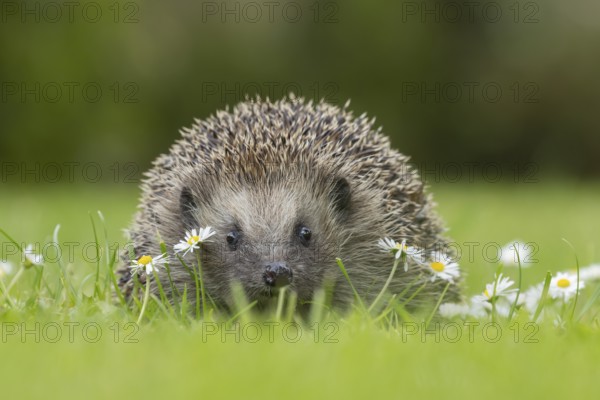 European hedgehog (Erinaceus europaeus) adult animal on a garden grass lawn with flowering daisy flowers in the summer, Suffolk, England, United Kingdom, Europe
