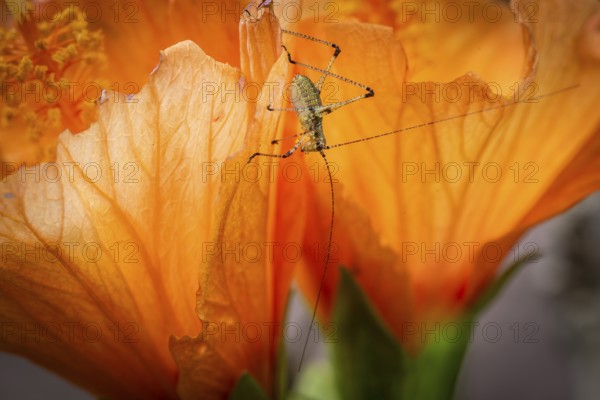 Grasshopper on hibiscus or marshmallow flower (Hibiscus), Baden-Württemberg, Germany, Europe