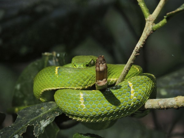 Bothriechis lateralis (Bothriechis lateralis) curled up on a branch in the jungle. Monteverde Cloud Forest, Costa Rica, Central America