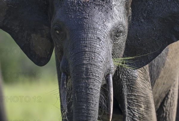 African forest elephant (Loxodonta cyclotis) in Loango National Park, Parc National de Loango, portrait, Ogooué-Maritime Province, Gabon, Africa