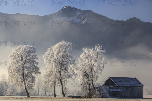 Birch trees with hoarfrost, hut in front of mountains, winter, Loisach-Lake Kochel moor, view of Heimgarten, Alpine foothills, Upper Bavaria, Bavaria, Germany, Europe