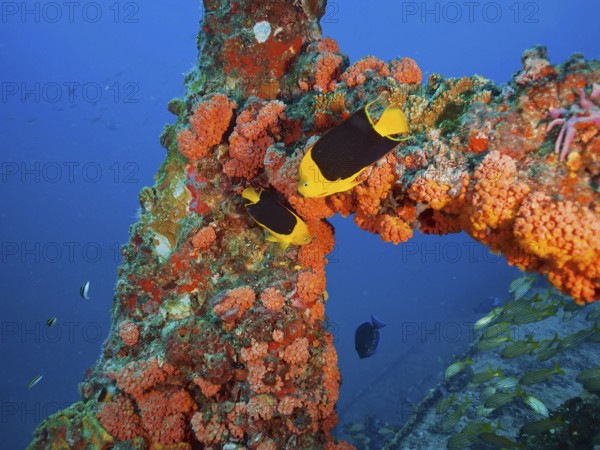 Bright orange corals, orange cup coral (Tubastraea coccinea), with tropical fish, tricolour angelfish (Holacanthus tricolor), in clear blue water. Wreck of the USS Spiegel Grove, dive site John Pennekamp Coral Reef State Park, Key Largo, Florida Keys, Florida, USA, North America