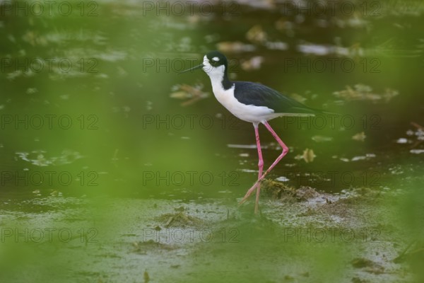 Black-necked Stilt (Himantopus mexicanus), Wakodahatchee Wetlands, Delray Beach, Florida, USA, North America