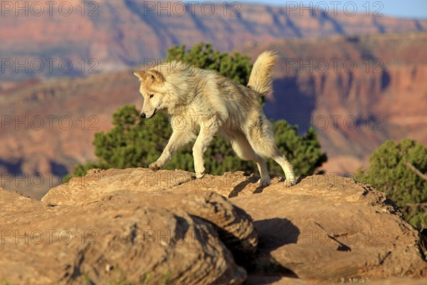 Wolf, (Canis lupus), adult, jumping, rock, stone, Monument Valley, Utah, USA, North America