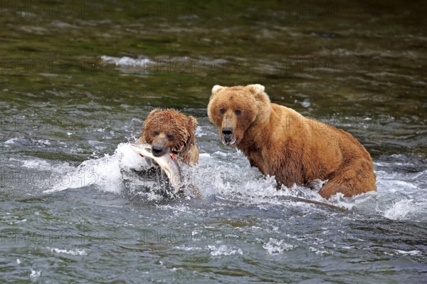 Grizzly bear (Ursus arctos horribilis), adult, two animals, in water, in summer, with salmon, with prey, eating, hunting, two, Brookes River, Katmai National Park, Alaska, USA, North America