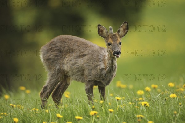 European roe deer (Capreolus capreolus) fawn with a short basal spike in common dandelion (Taraxacum) Allgäu, Bavaria, Germany, Europe