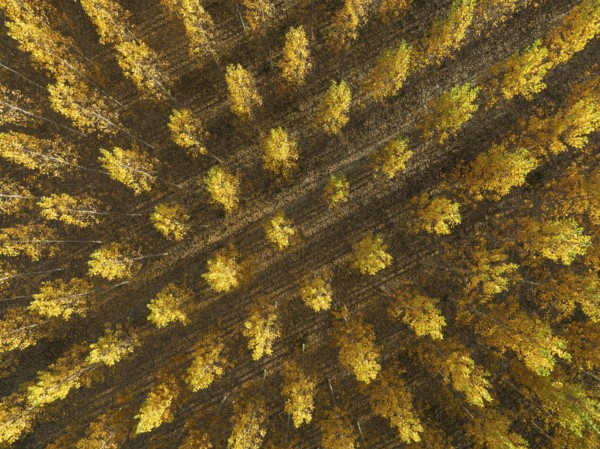 European Aspen (Populus tremula) in autumnal colours. Cultivated for timber. Aerial view. Drone shot. Granada province, Andalusia, Spain, Europe