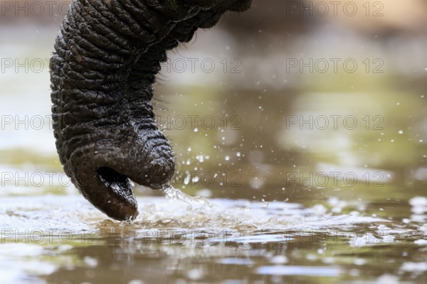 African elephant (Loxodonta africana), adult, Rüssell, drinking, at the water, detail, Kruger National Park, Kruger National Park, South Africa, Africa