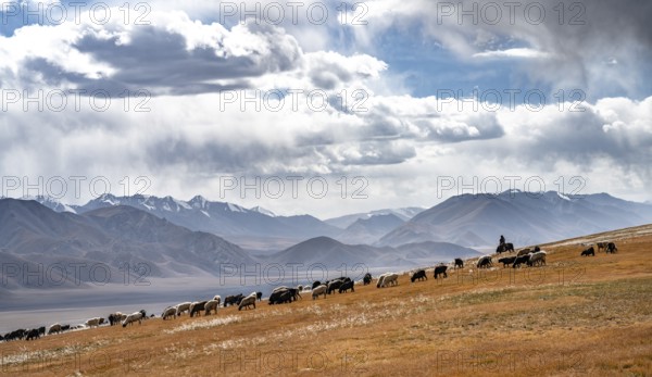 Flock of sheep and riders on a plateau, Ak Shyrak Mountains, near Kumtor, Kara-Say, Tian Shan, Kyrgyzstan, Asia