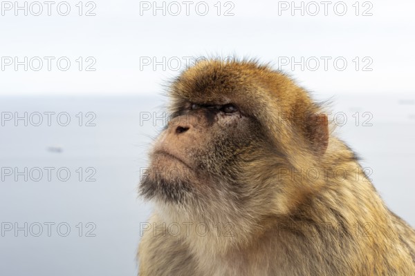 Close-up of a monkey with focus on the face in front of a blurred sea, Gibraltar, Barbary macaque (Macaca sylvanus), Europe