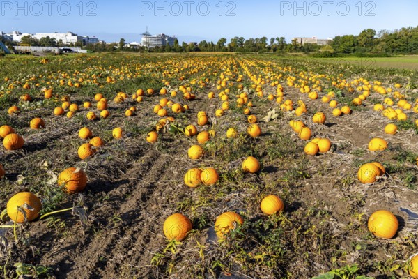 Pumpkin field, ripe pumpkins, shortly in front of harvest, near Neuss, North Rhine-Westphalia, Germany, Europe