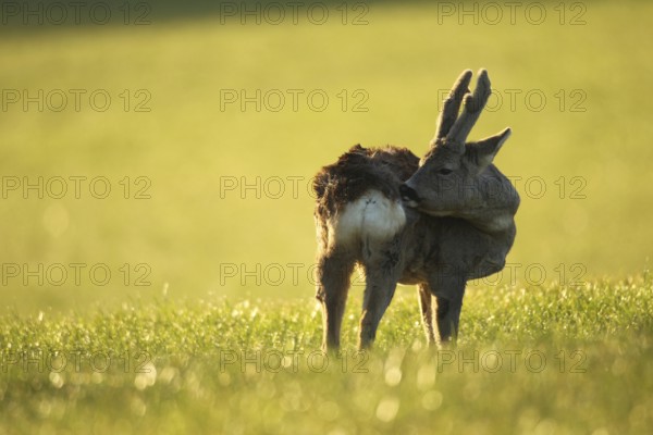 European roe deer (Capreolus capreolus) buck with velvet horns and winter coat in the morning light, Allgäu, Bavaria, Germany, Europe