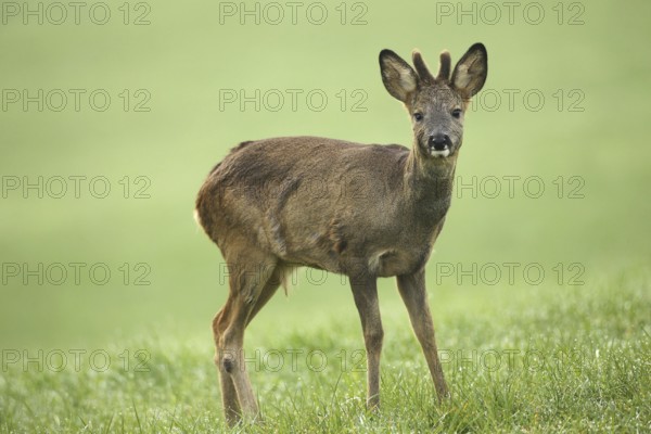 European roe deer (Capreolus capreolus) fawn in winter coat and short bast horns with eye injury on the meadow, right eye cloudy, Allgäu, Bavaria, Germany, Europe