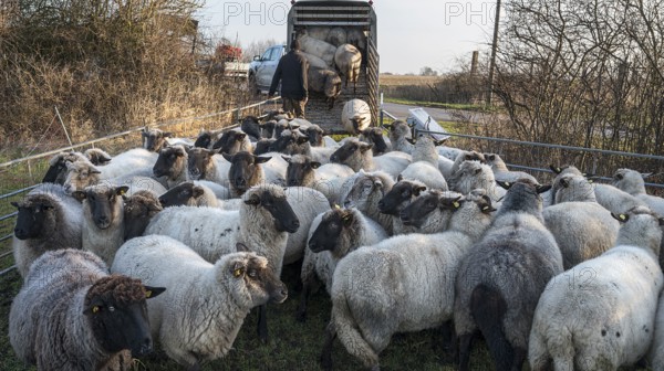 Black-headed domestic sheep (Ovis gmelini aries) being loaded onto a double-decker cattle trailer, Mecklenburg-Western Pomerania, Germany, Europe