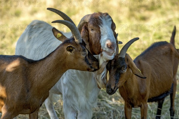 Goats (Capra), Boer goats, goats courting buck with long beard, scent, pasture with dry grass, summit mountain Hoherodskopf, Tertiary volcano, Schotten, Vogelsberg Volcanic Region nature park Park, Hesse, Germany, Europe