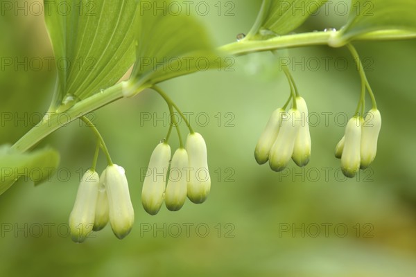 Flowers of a solomon's seal (Polygonatum multiflorum) with raindrops, Bavaria, Germany, Europe