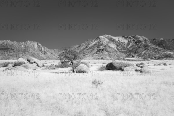 In black and white a sheperd's tree grows between rocks and boulders in an open grassland. The rocks glow beautifully in the late afternoon sun. Damaraland, Namibia, Africa