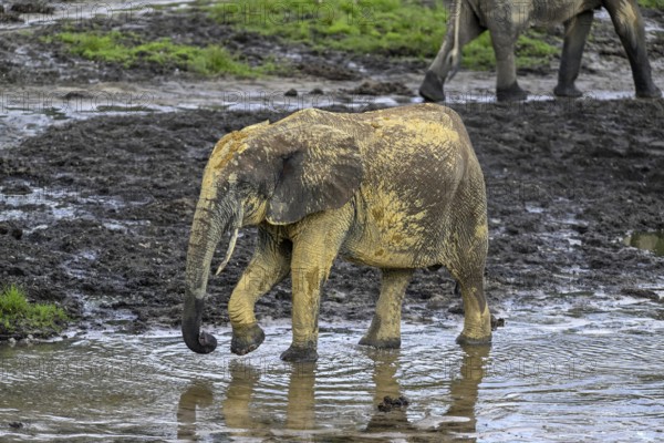 African forest elephant (Loxodonta cyclotis) in the Dzanga Bai forest clearing, Dzanga-Ndoki National Park, Unesco World Heritage Site, Dzanga-Sangha Complex of Protected Areas (DSPAC), Sangha-Mbaéré Prefecture, Central African Republic, Africa