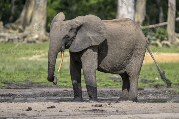 African forest elephant (Loxodonta cyclotis) in the Dzanga Bai forest clearing, Dzanga-Ndoki National Park, Unesco World Heritage Site, Dzanga-Sangha Complex of Protected Areas (DSPAC), Sangha-Mbaéré Prefecture, Central African Republic, Africa
