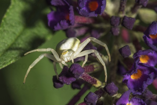 Goldenrod crab spider (Misumena vatia) lurking on a flower panicle of butterfly bush (Buddleja) Baden-Württemberg, Germany, Europe