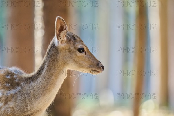 European fallow deer (Dama dama) youngster, portrait, in a forest, Bavaria, Germany, Europe