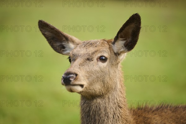 Red deer (Cervus elaphus) hind, portrait, on a meadow, Bavaria, Germany, Europe