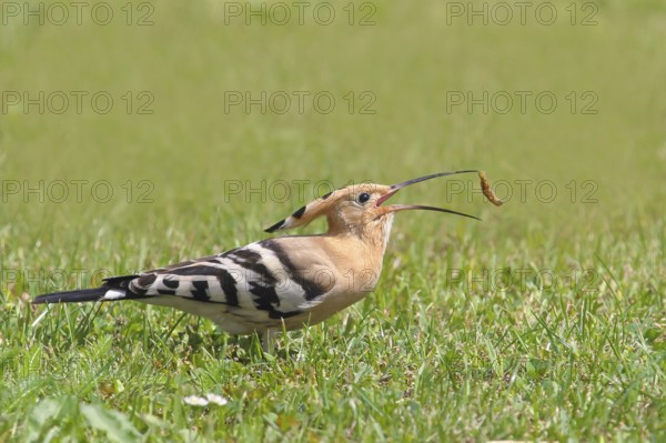 Hoopoe (Upupa epops) standing in the grass, griffon with beak throwing up and catching, wildlife, animals, birds, migratory bird, Siegerland, North Rhine-Westphalia, Germany, Europe
