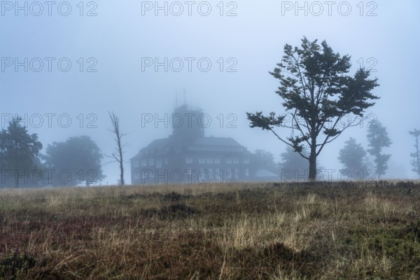 The high heath on the Kahler Asten, mountain in the Sauerland, in autumn fog, Winterberg, North Rhine-Westphalia, Germany, Europe