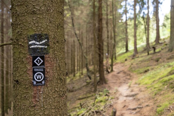 Hiking in the Sauerland, path near Jagdhaus, hiking sign, Rothaarsteig district of Schmallenberg, North Rhine-Westphalia, Germany, Europe