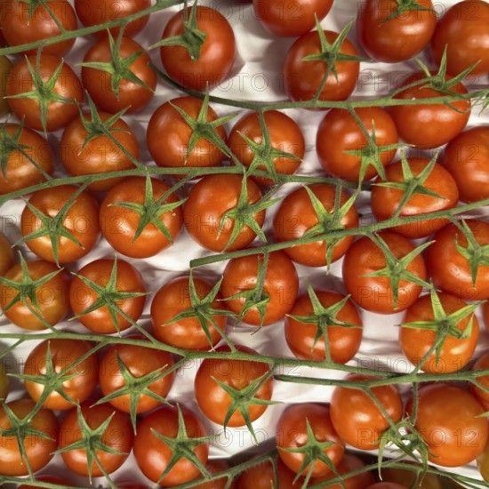 Ripe red vine tomatoes with green stalks in display of greengrocer grocery shop grocery store grocer supermarket, Germany, Europe