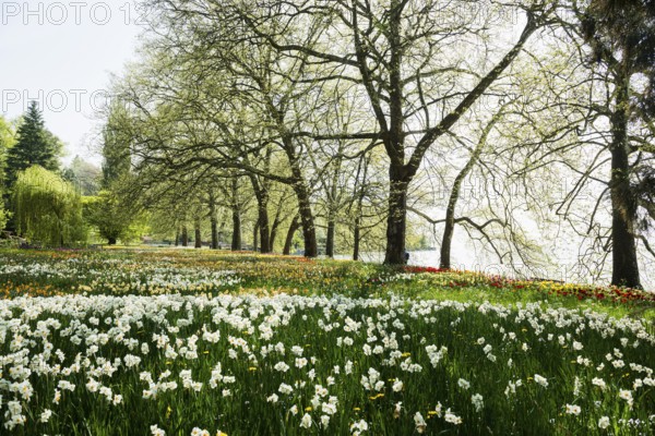 Park and flower meadow with colourful tulips and daffodils, Mainau Island, Lake Constance, Baden-Württemberg, Germany, Europe