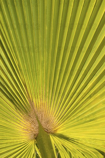 Sunlit palm leaf in fan shape with striking texture and shadow play of the leaf veins, mexican fan palm (Washingtonia robusta), fan palm, close-up, backlight, Peguera or Paguera, municipality of Calvià, Serra de Tramuntana, south coast, Majorca, Spain, Europe