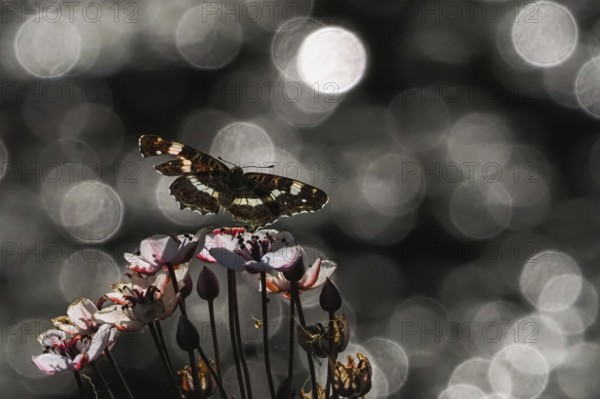 A map butterfly (Araschnia levana) approaching pink flowers, sparkling background, Hesse, Germany, Europe