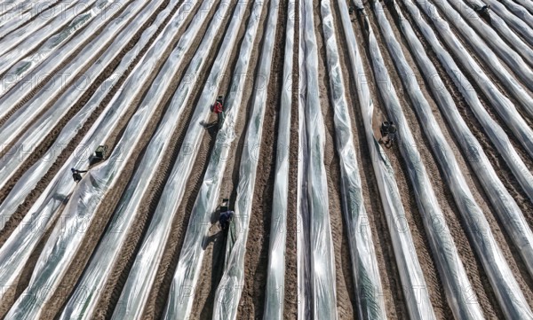 The first asparagus is harvested from a foil-covered asparagus field, Beelitz, 26/03/2024