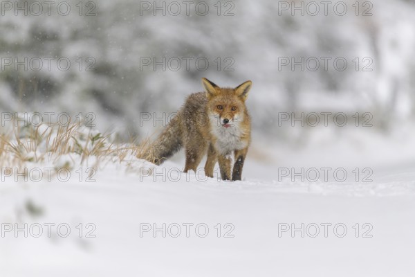 Red fox (Vulpes vulpes), standing in the snow on a winter day, with its fur blending into the snowy landscape, Czech Republic, Europe