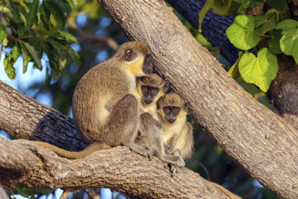 Green monkey (Chlorocebus sabaeus), guenon family, Janjabureh boat trip, Janjabureh, South Bank, Gambia, Africa