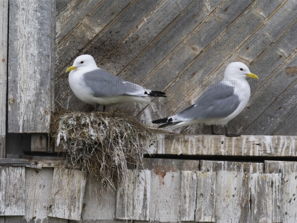 Black-legged kittiwake (Rissa tridactyla), breeding bird on nest, built on fishing harbour building, May, Varanger Fjord, Norway, Europe