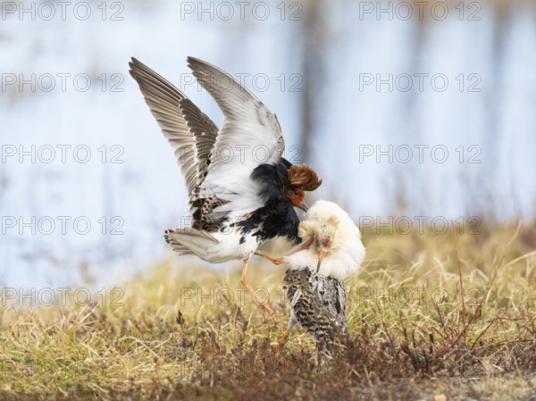 Ruff (Calidris pugnax) two males in breeding plumage at lek, fighting over female, Pokka, Finnish Lapland
