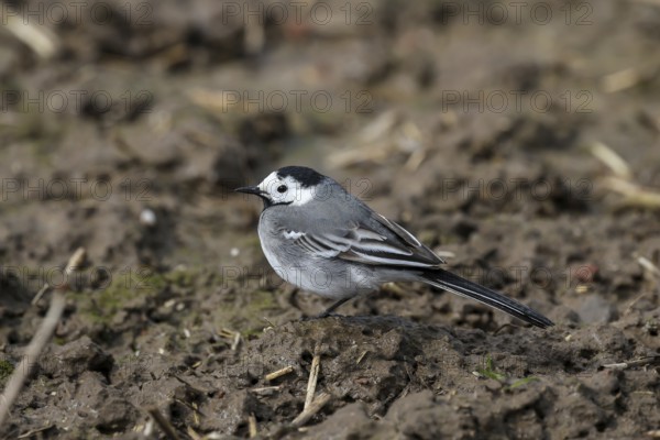 Grevenbroich, North Rhine-Westphalia, Germany, The white wagtail is a species of songbird in the wagtail and pipit family. It stands out due to its high-contrast, black-white-grey plumage and the bobbing tail typical of wagtails, Europe