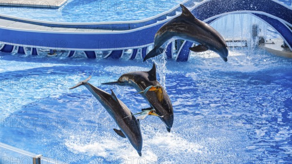 Parrots fly past jumping Bottle nosed dolphins performing a show at Sea World theme park in Orlando, Florida, USA, North America