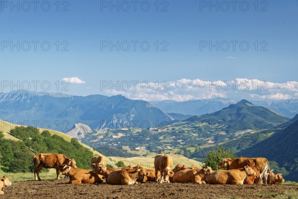 A herd of cows with bells in the mountain and hilly landscape around the village of Carpineto della Nora in the province of Pescara in Abruzzo. Apennines, Italy, Southern Europe, Europe